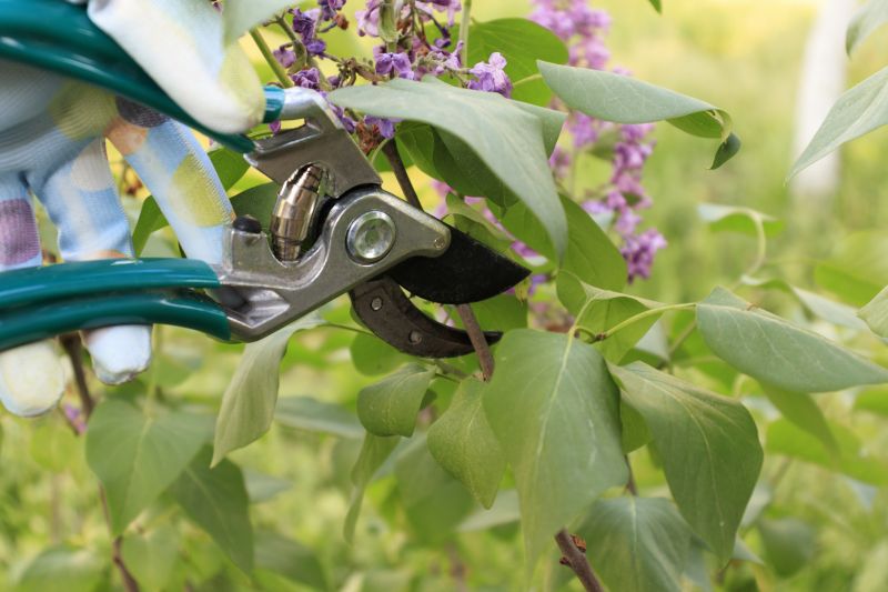 Lilac Bush Trimming