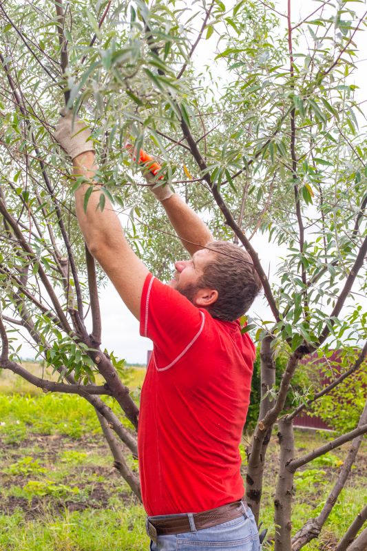 Branches Pruning in Doylestown, PA