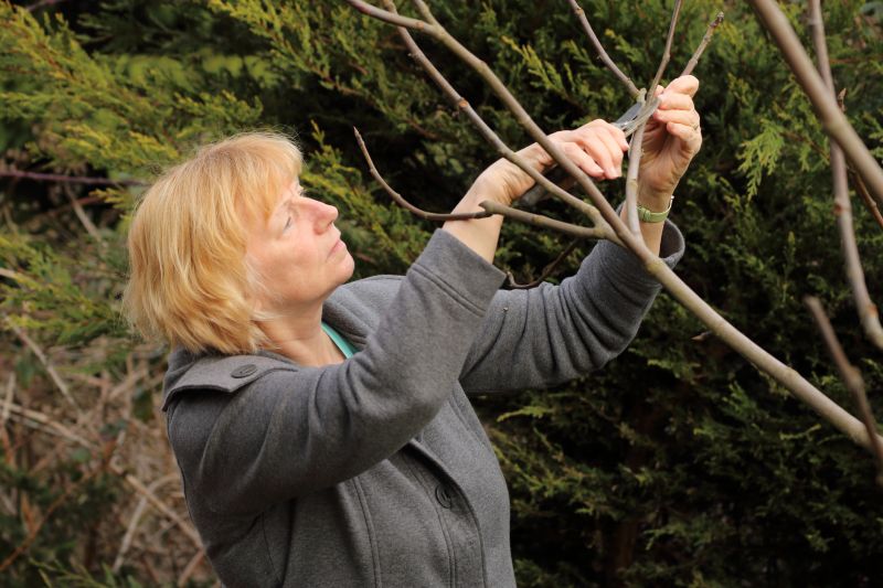 Branches Pruning in San Jose, CA