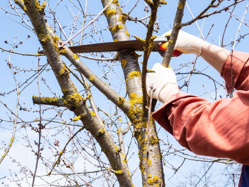 Deadwood Removal in San Jose, CA
