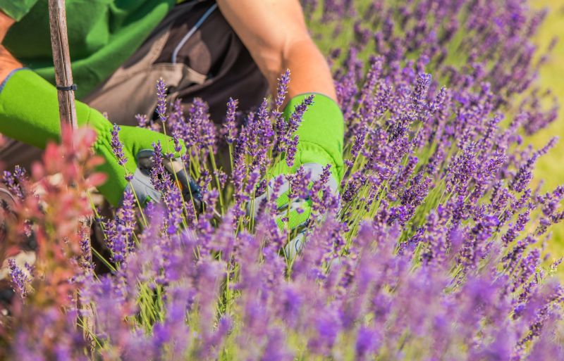 Lilac Bush Trimming