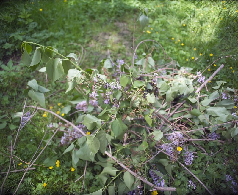 Lilac Bush Trimming