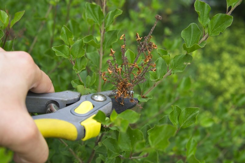Lilac Bush Trimming