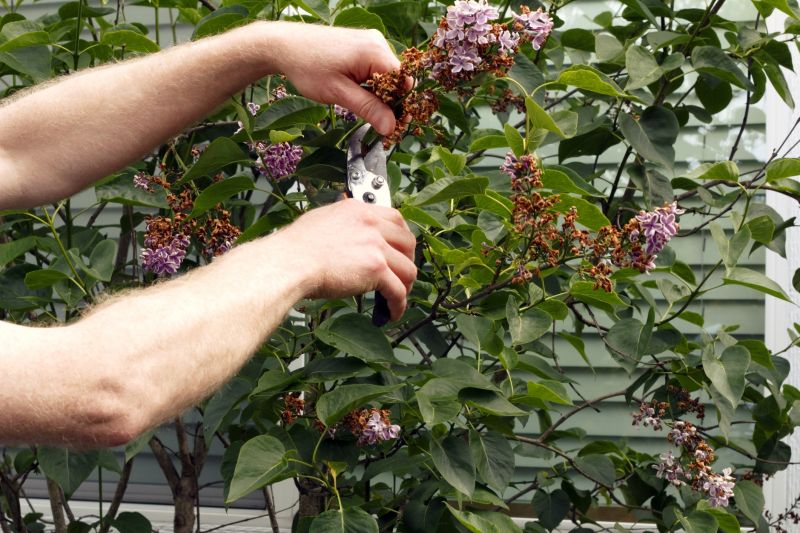 Lilac Bush Trimming