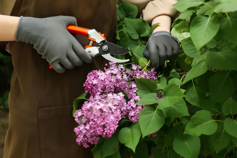 Lilac Bush Trimming