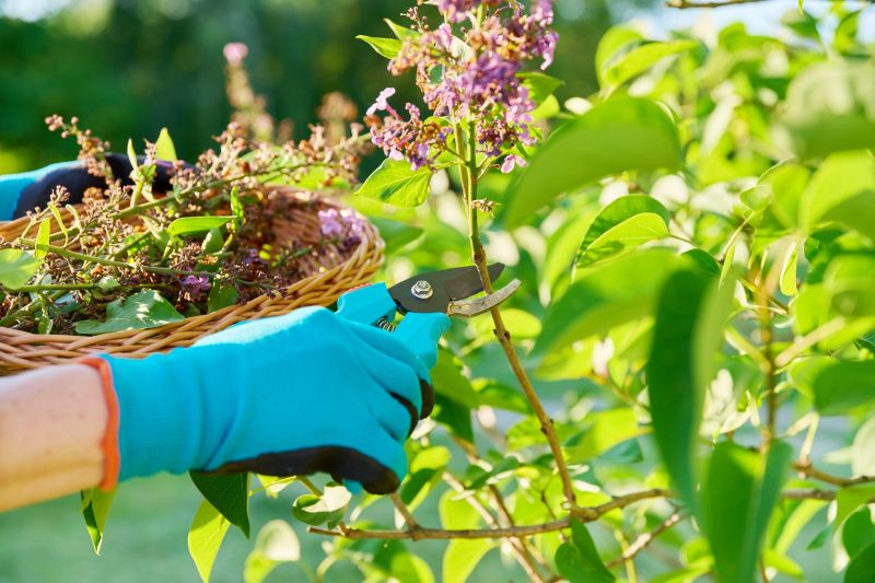 Lilac Bush Trimming