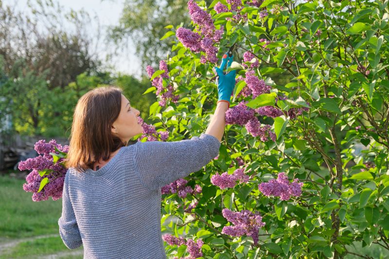 Lilac Bush Trimming
