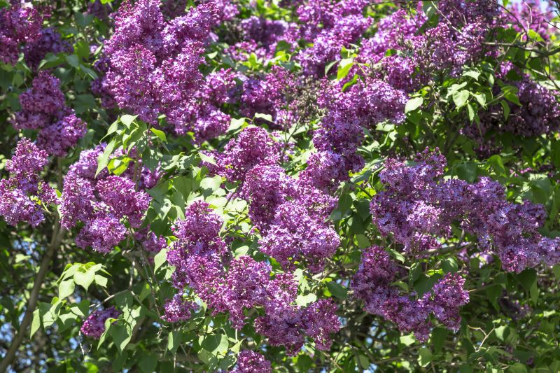 Lilac Bush Trimming