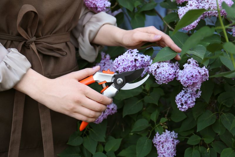 Lilac Bush Trimming