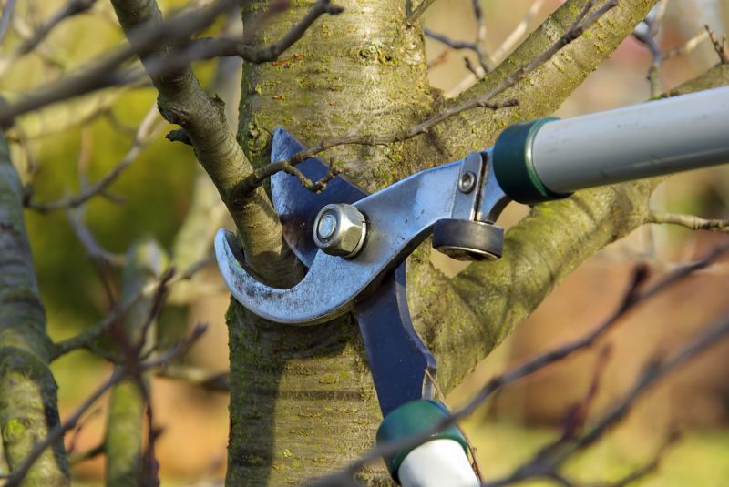 Tree Maintenance Service in Allentown, PA