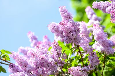 Keep Your Lilacs Looking Healthy!