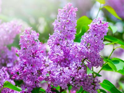 Lilacs are Beautiful Colored Flowers!