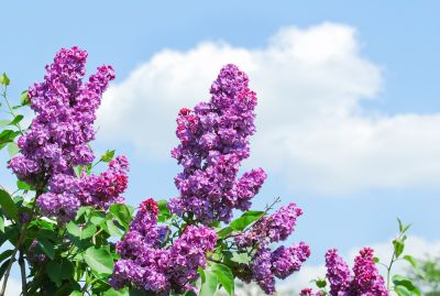 Lilacs Provide a Pleasant Aroma and Vibrant Look!